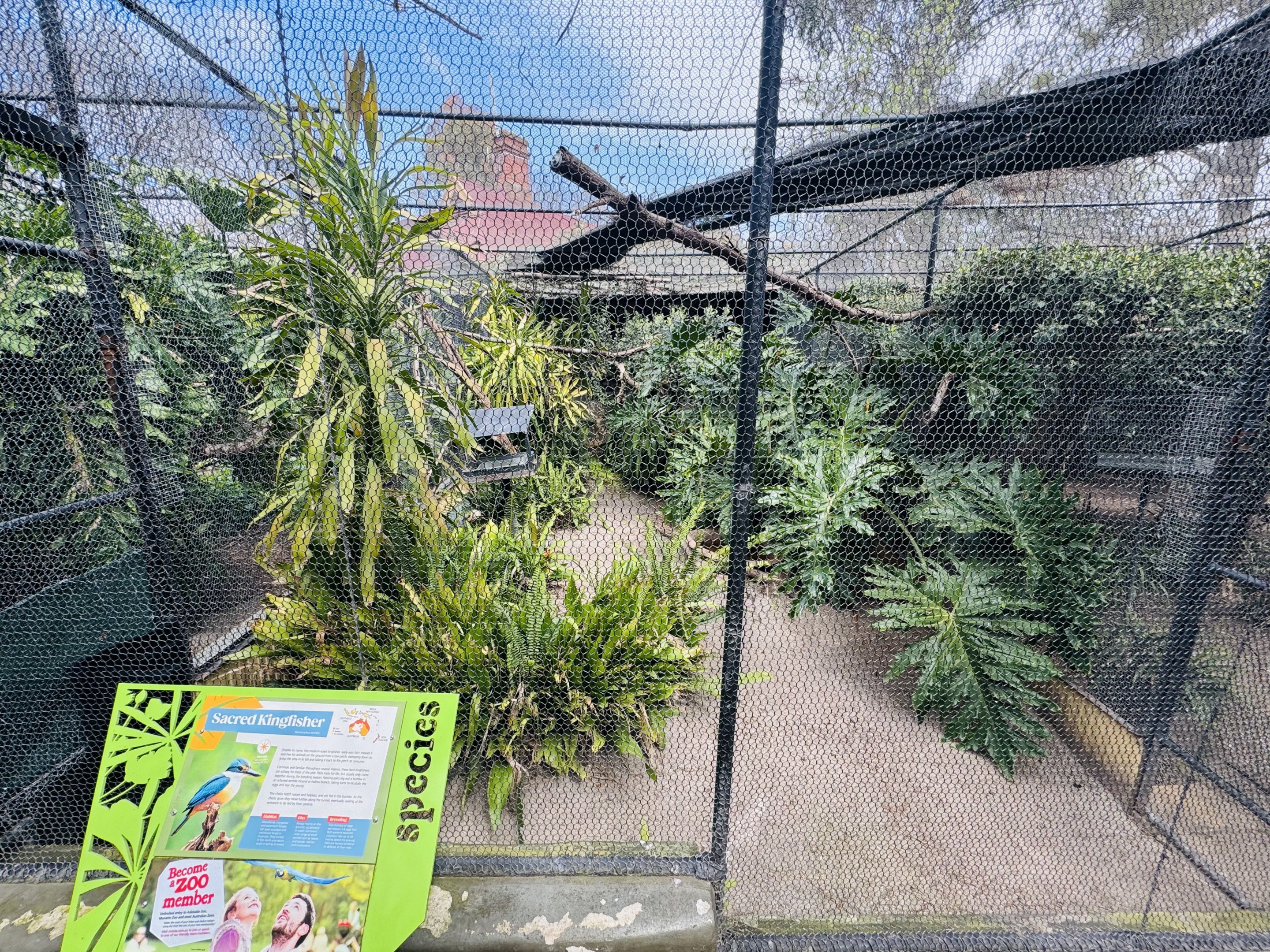 Sacred kingfisher enclosure