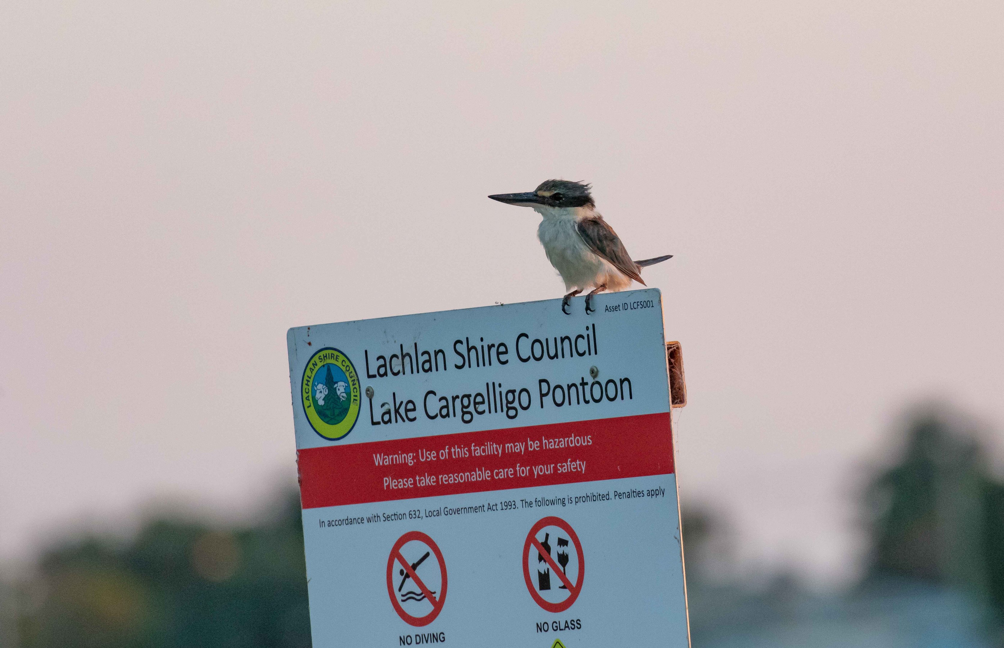 Sacred Kingfisher in early morning light