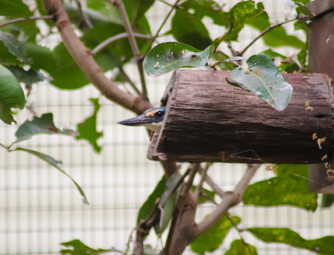 Sacred Kingfisher in Nestbox