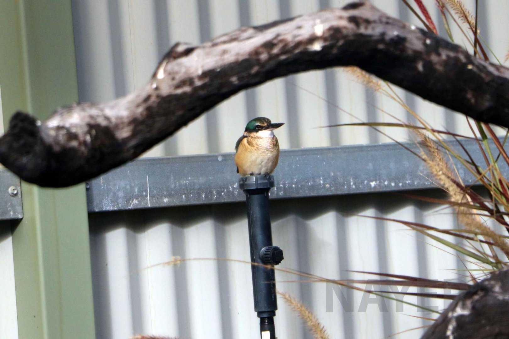 Sacred kingfisher, June 2016