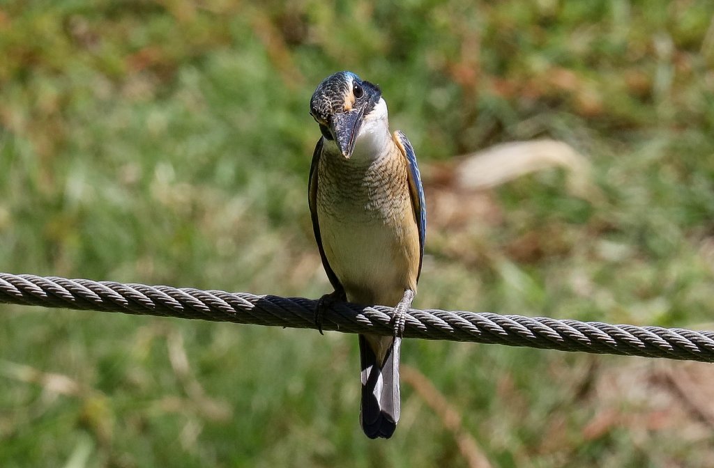 Sacred Kingfisher juvenile