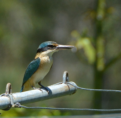 Sacred kingfisher on clothes line