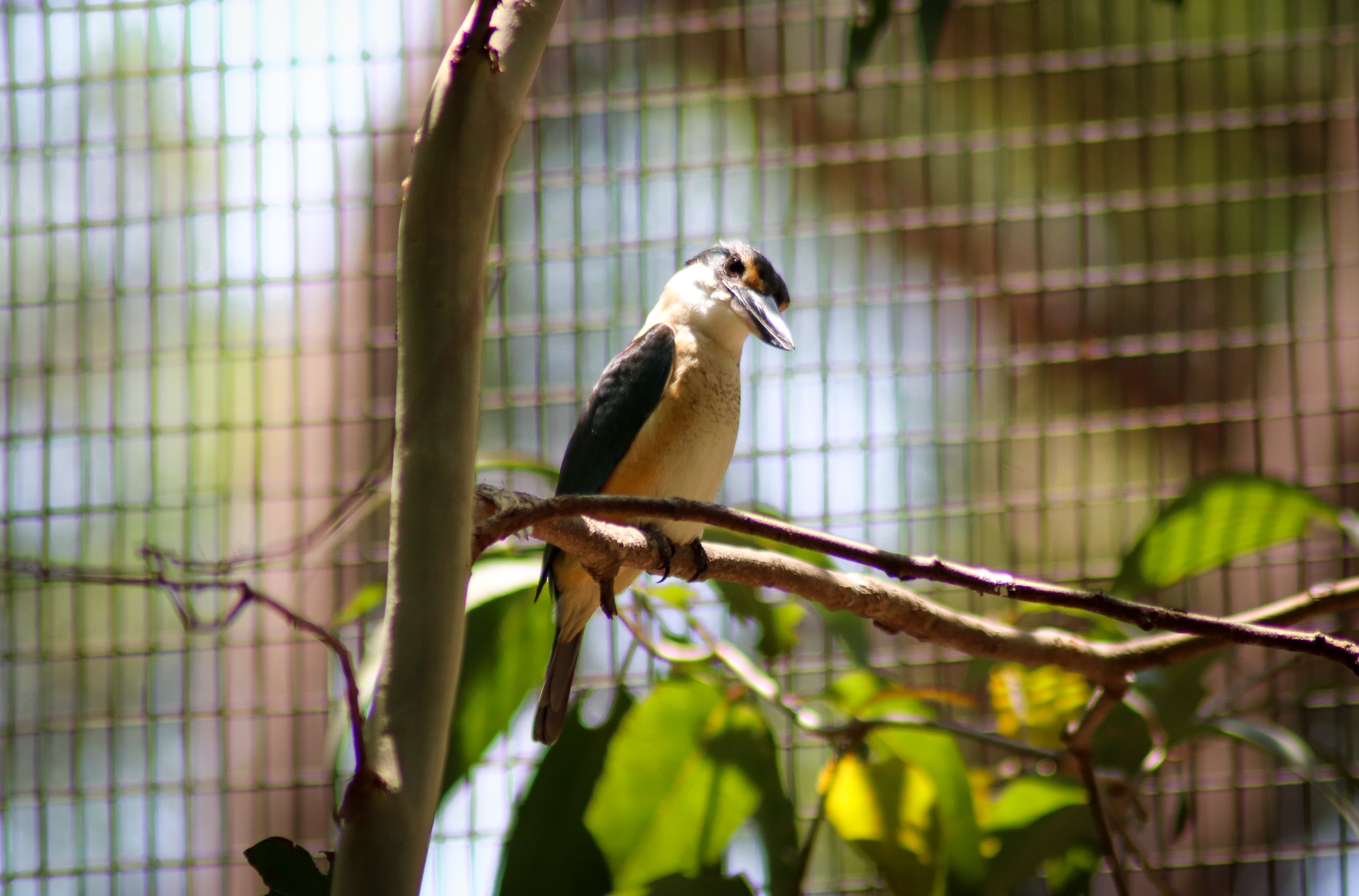 Sacred Kingfisher (Todiramphus sanctus) - January 2020