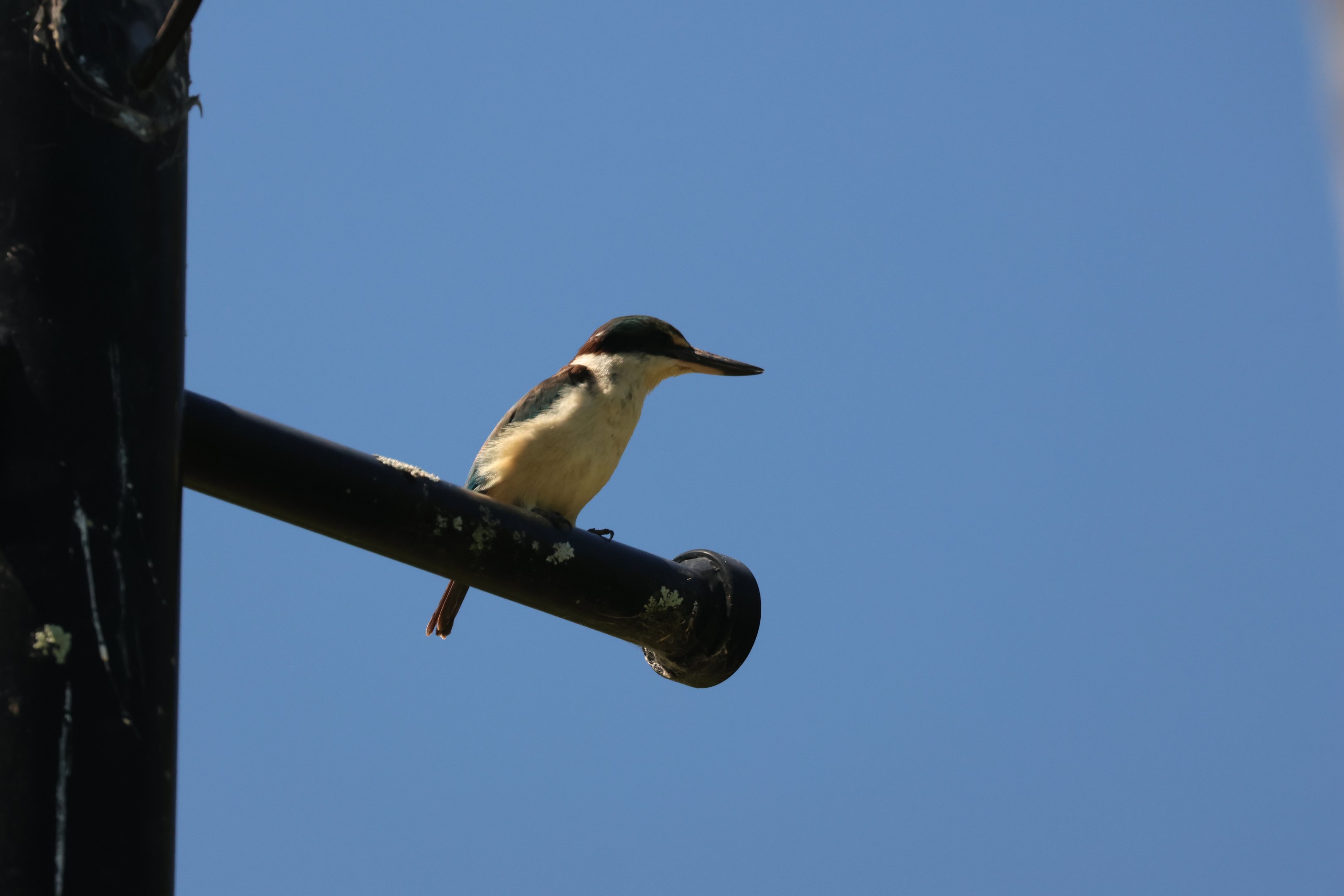 Sacred Kingfisher (Todiramphus sanctus vagans), Albert Park (Auckland)
