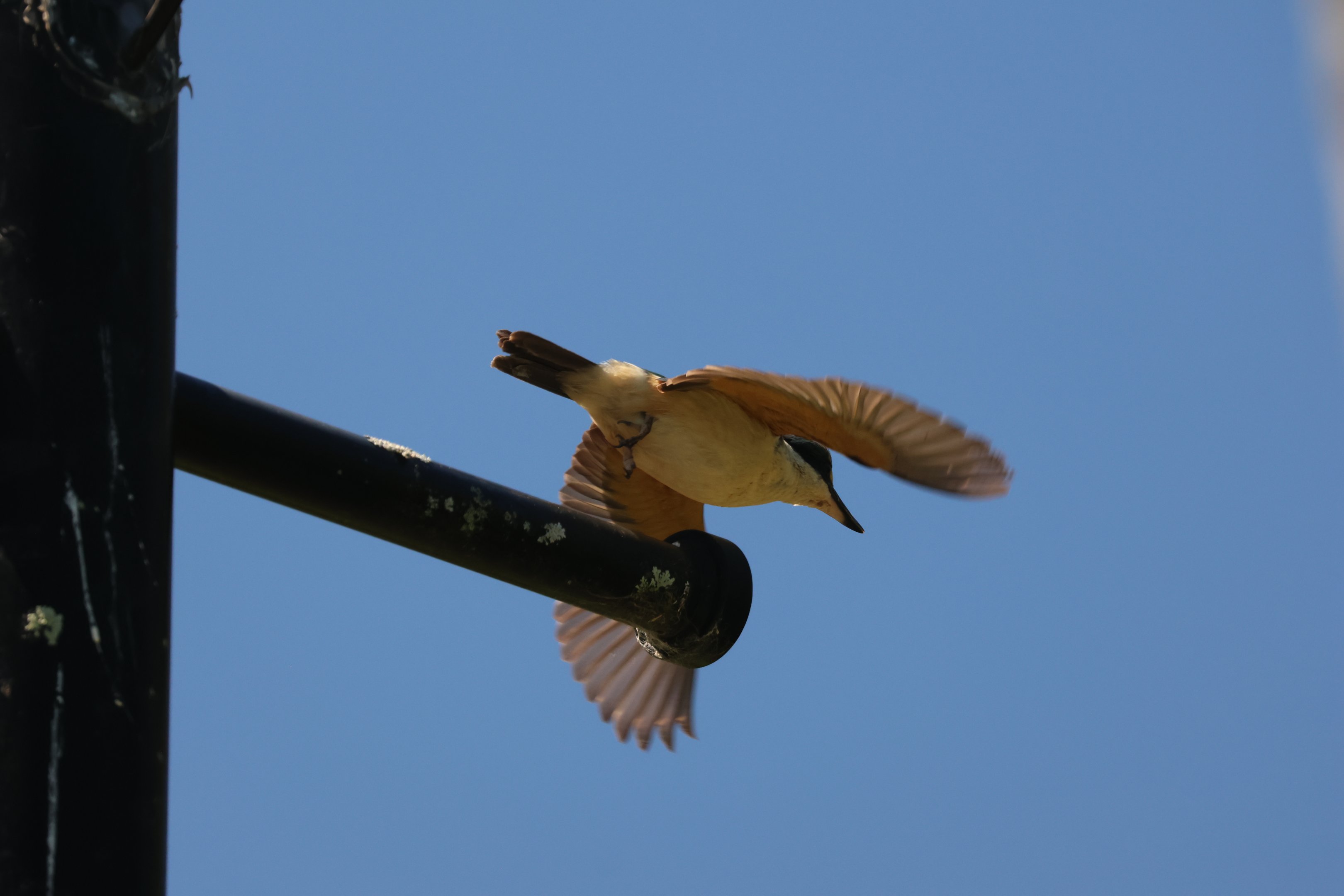 Sacred Kingfisher (Todiramphus sanctus vagans), Albert Park (Auckland)
