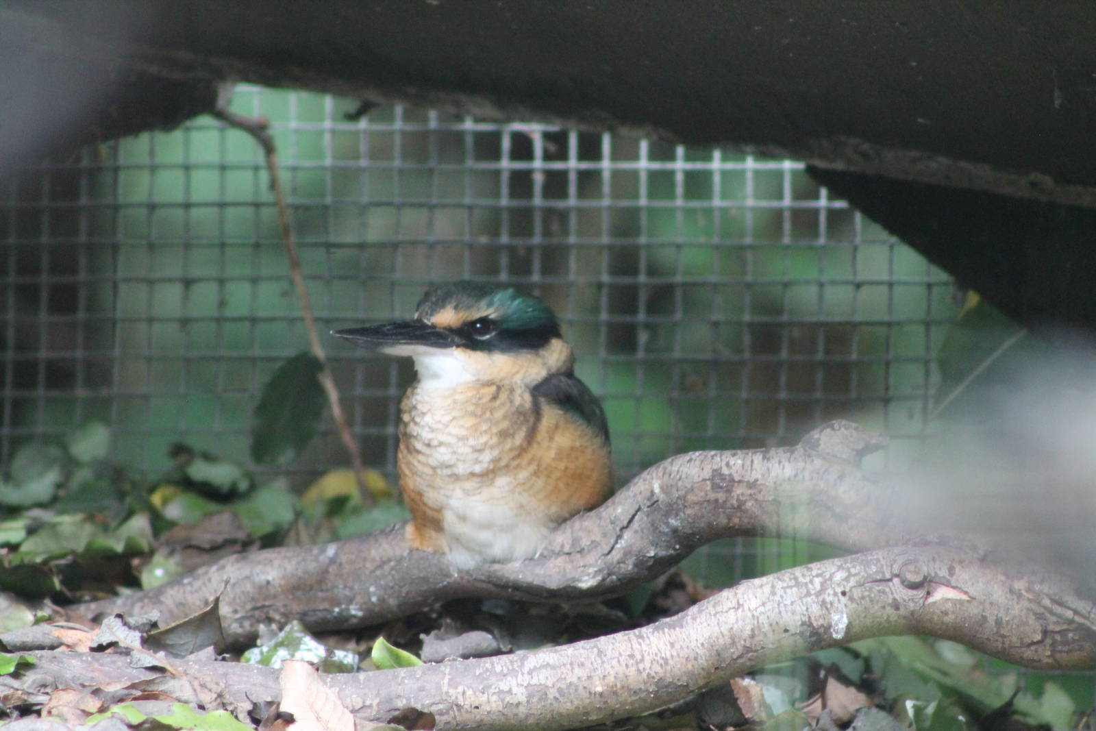 Sacred Kingfisher (Todiramphus sanctus)