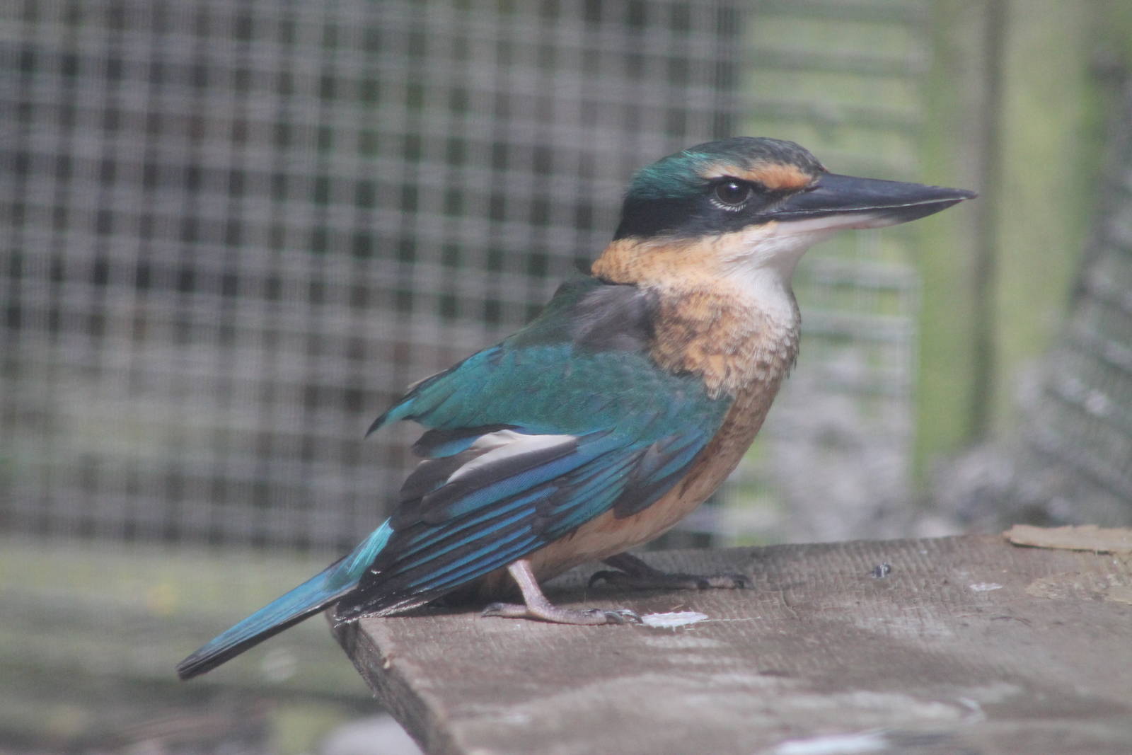 Sacred Kingfisher (Todiramphus sanctus)