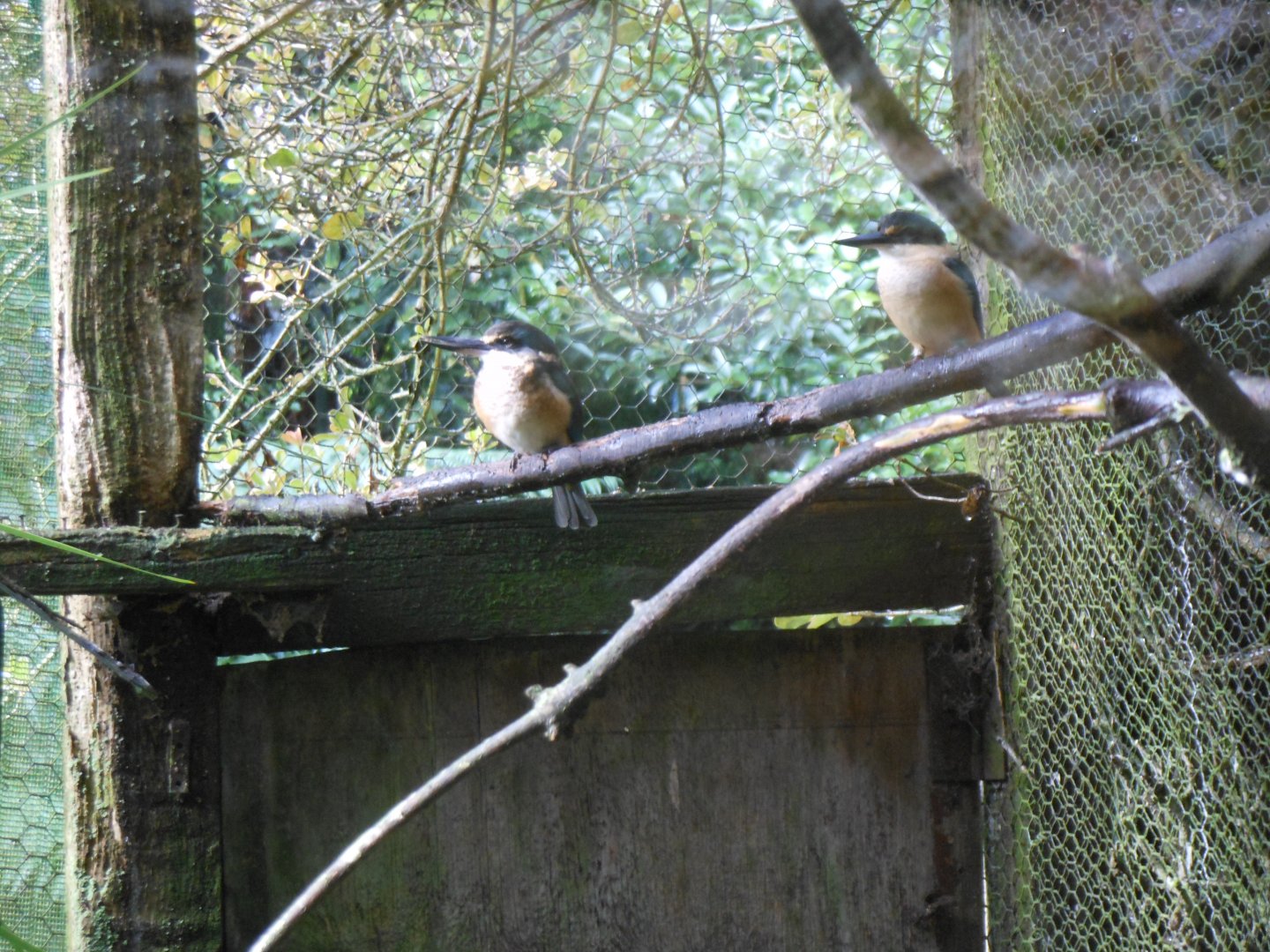 Sacred Kingfisher (Todiramphus sanctus)