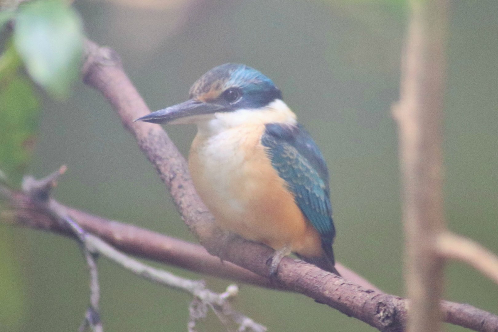 Sacred Kingfisher (Todiramphus sanctus)