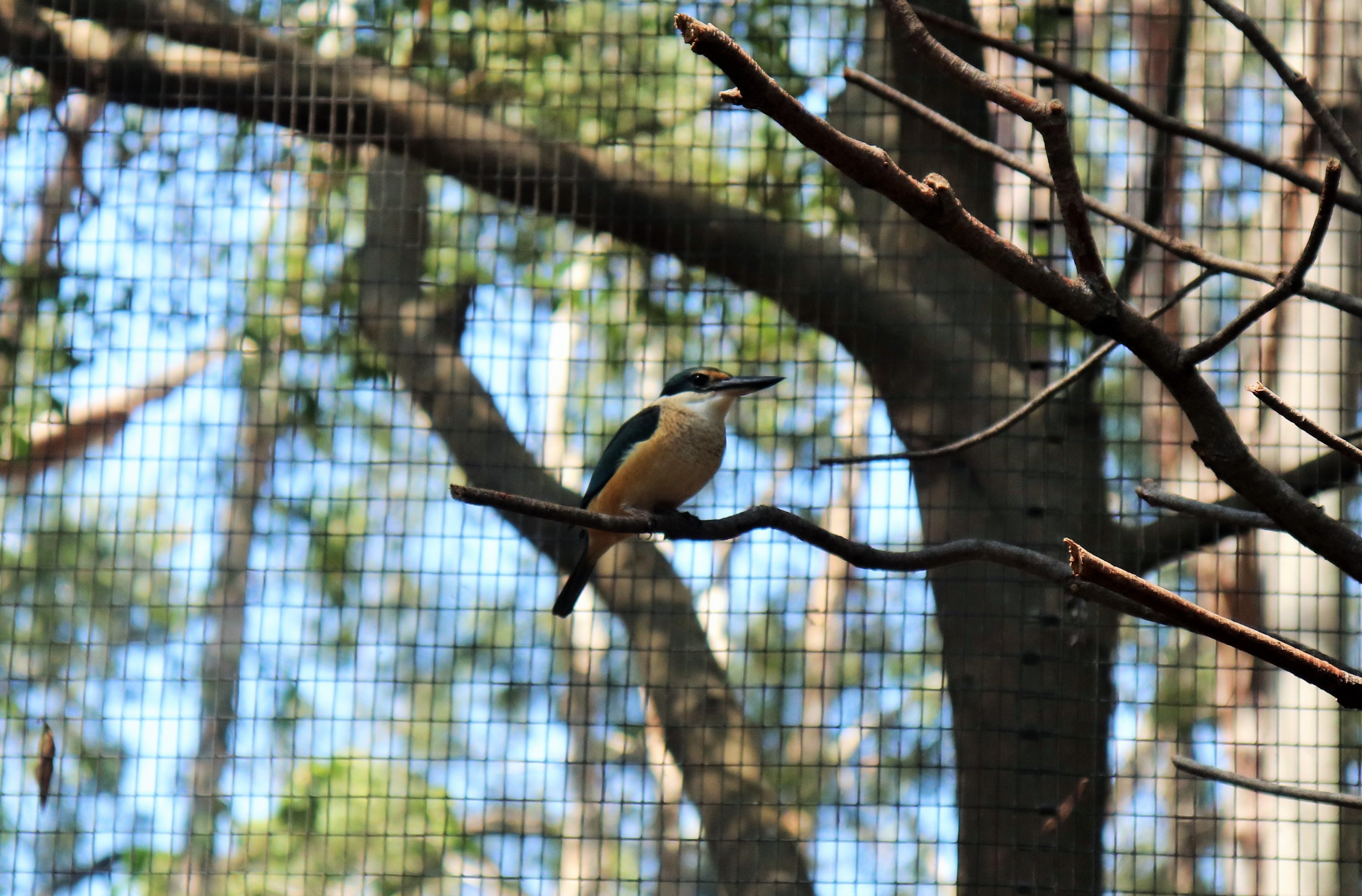 Sacred Kingfisher (Todiramphus sanctus)