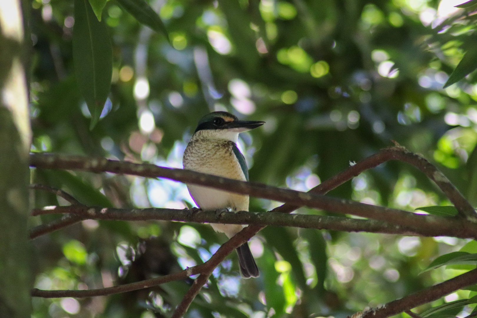 Sacred Kingfisher (Todiramphus sanctus)