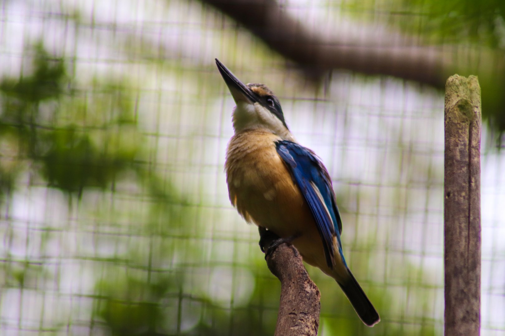 Sacred Kingfisher (Todiramphus sanctus)