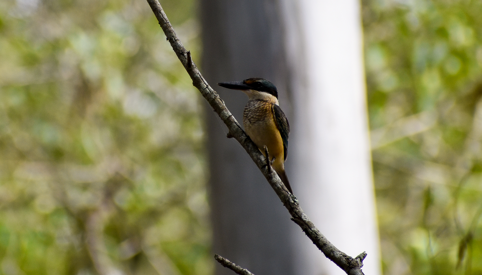 Sacred Kingfisher (Todiramphus sanctus)