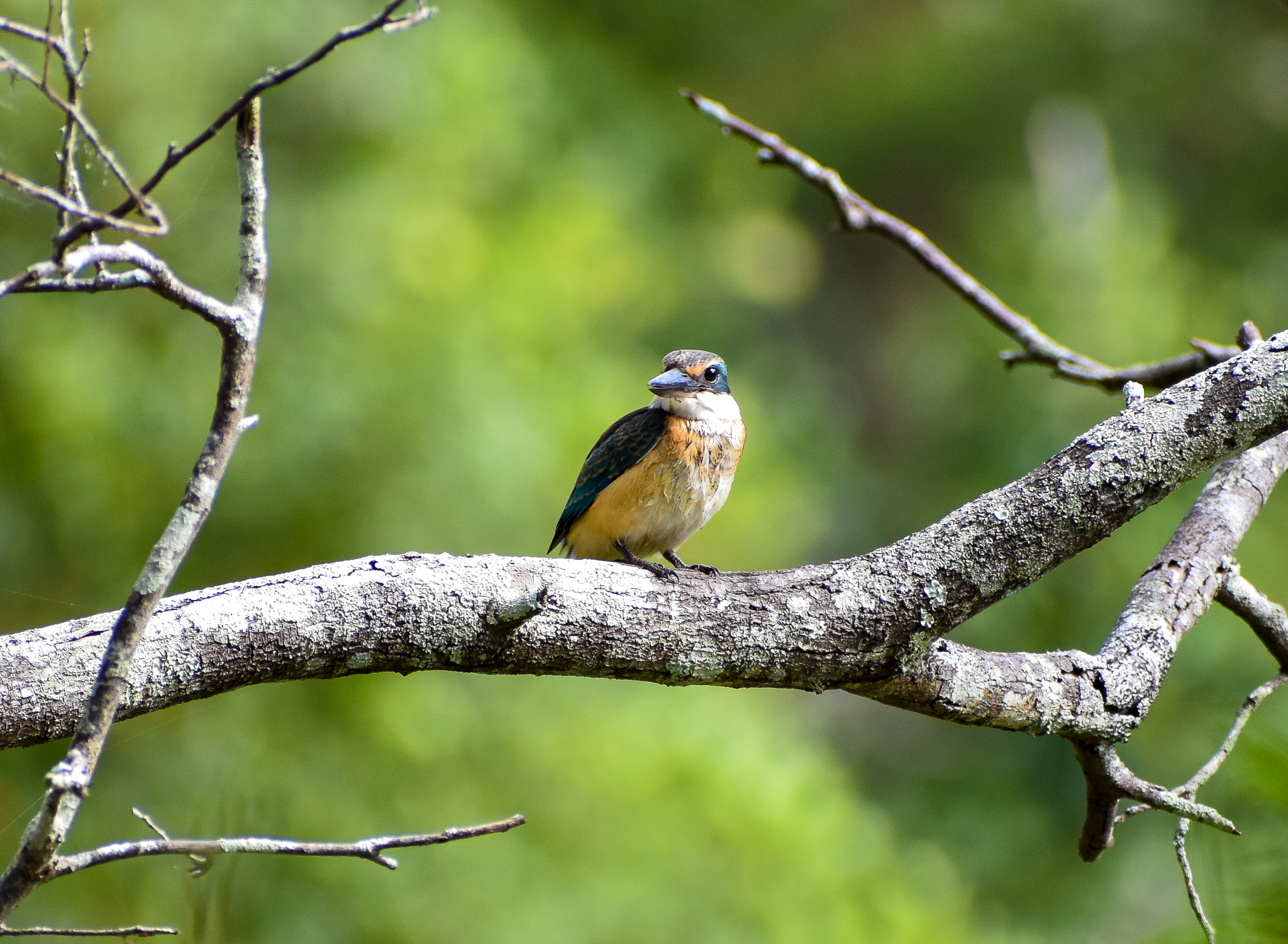 Sacred Kingfisher (Todiramphus sanctus)