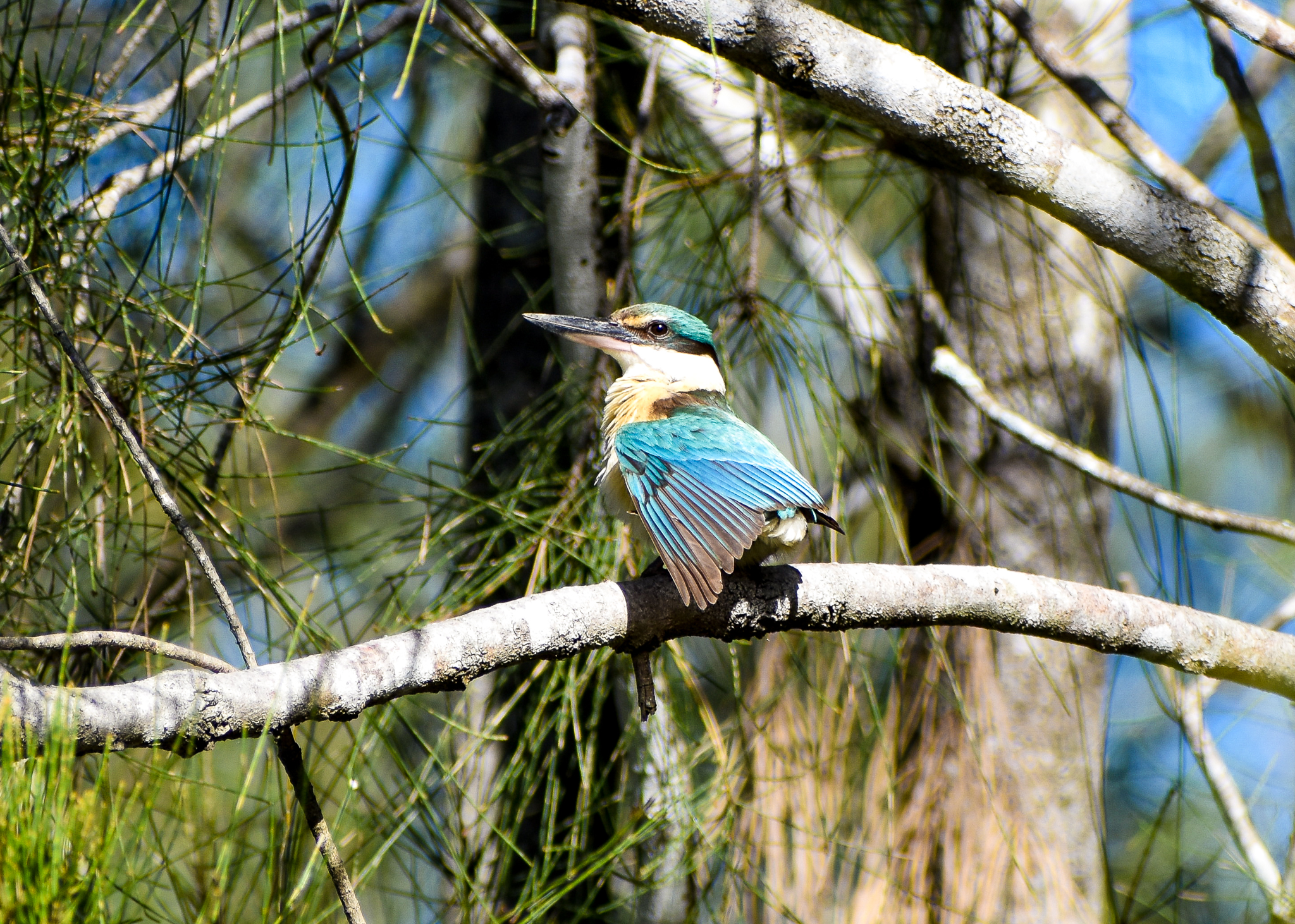 Sacred Kingfisher (Todiramphus sanctus)