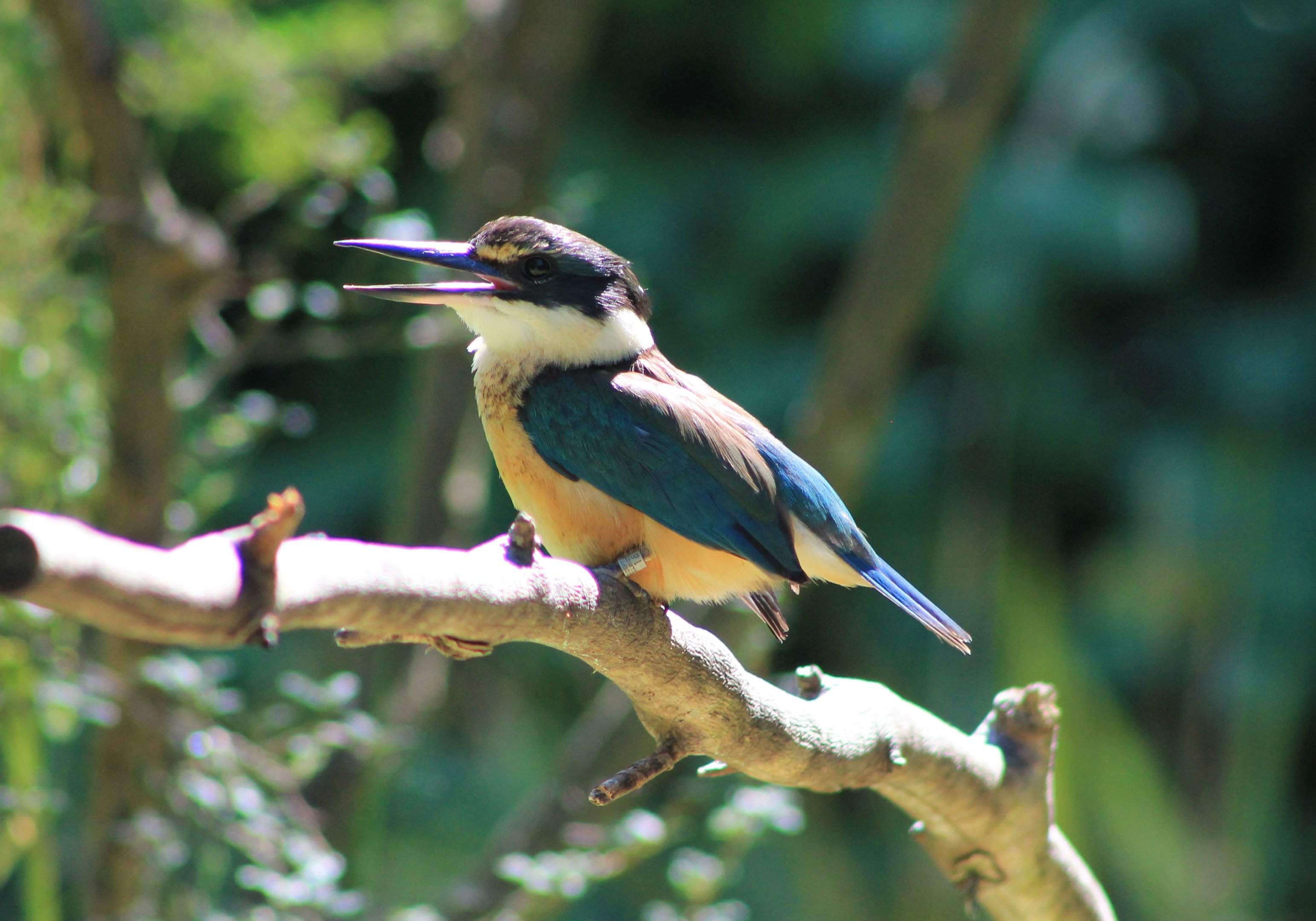 Sacred Kingfisher (Todiramphus sanctus)