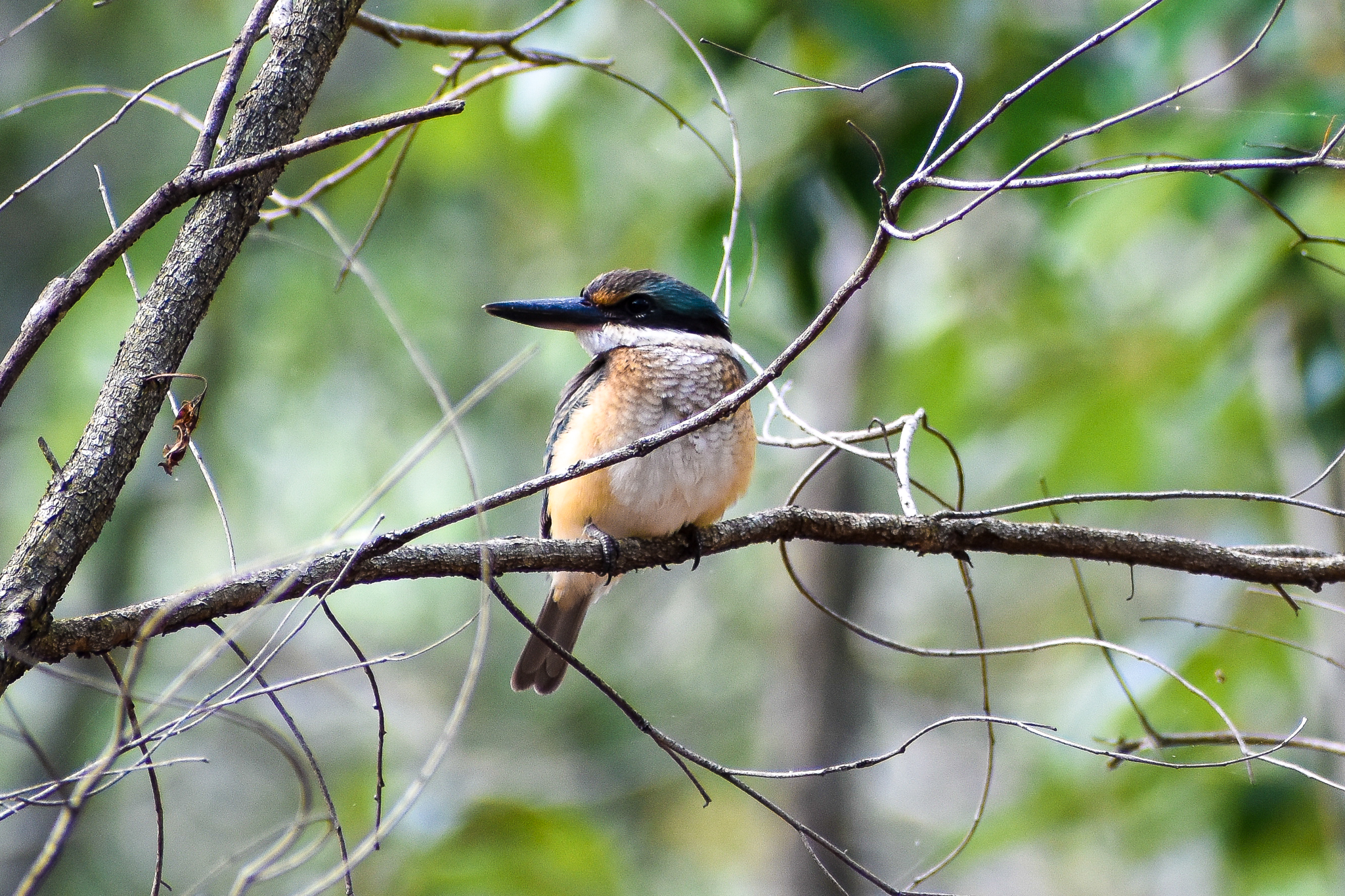 Sacred Kingfisher (Todiramphus sanctus)