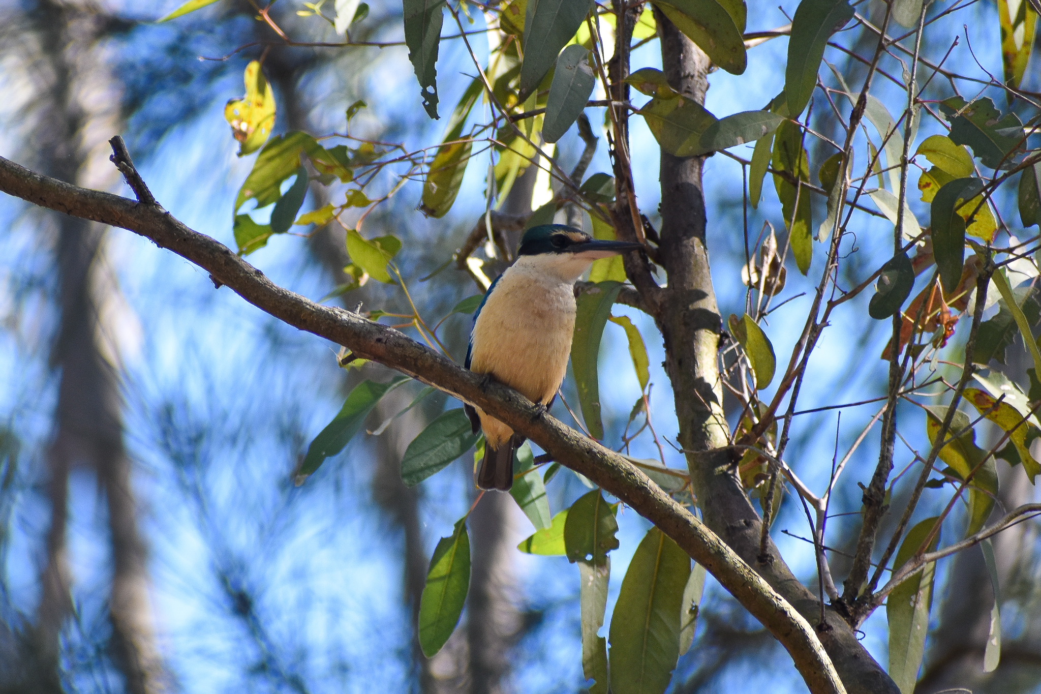 Sacred Kingfisher (Todiramphus sanctus)