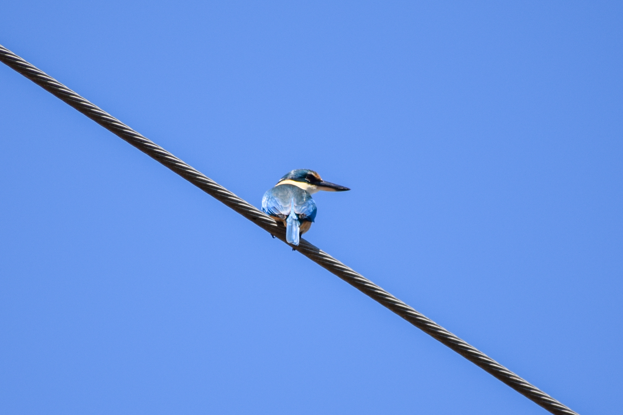 Sacred Kingfisher (Todiramphus sanctus)