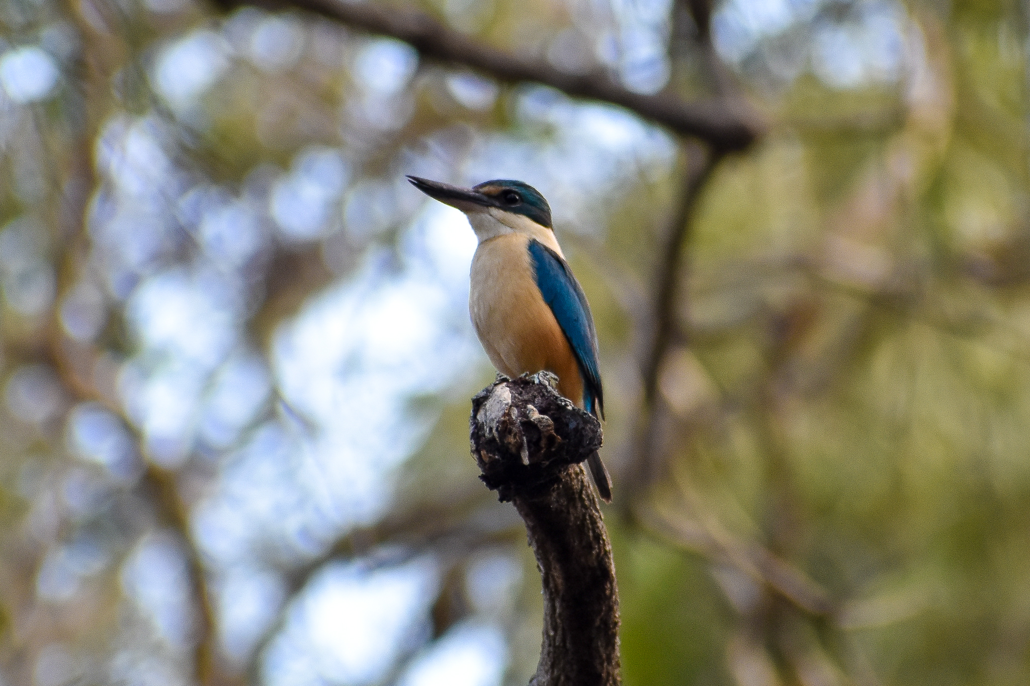 Sacred Kingfisher (Todiramphus sanctus)