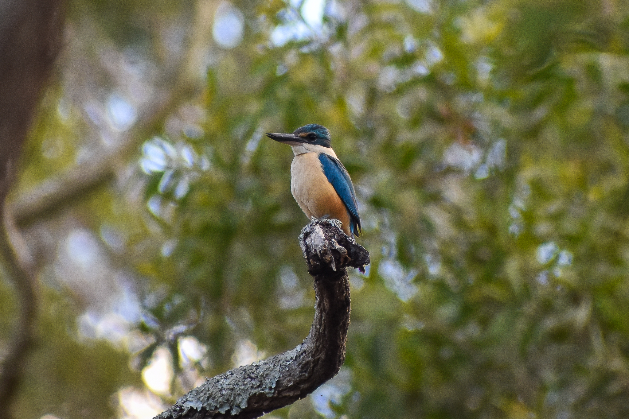 Sacred Kingfisher (Todiramphus sanctus)
