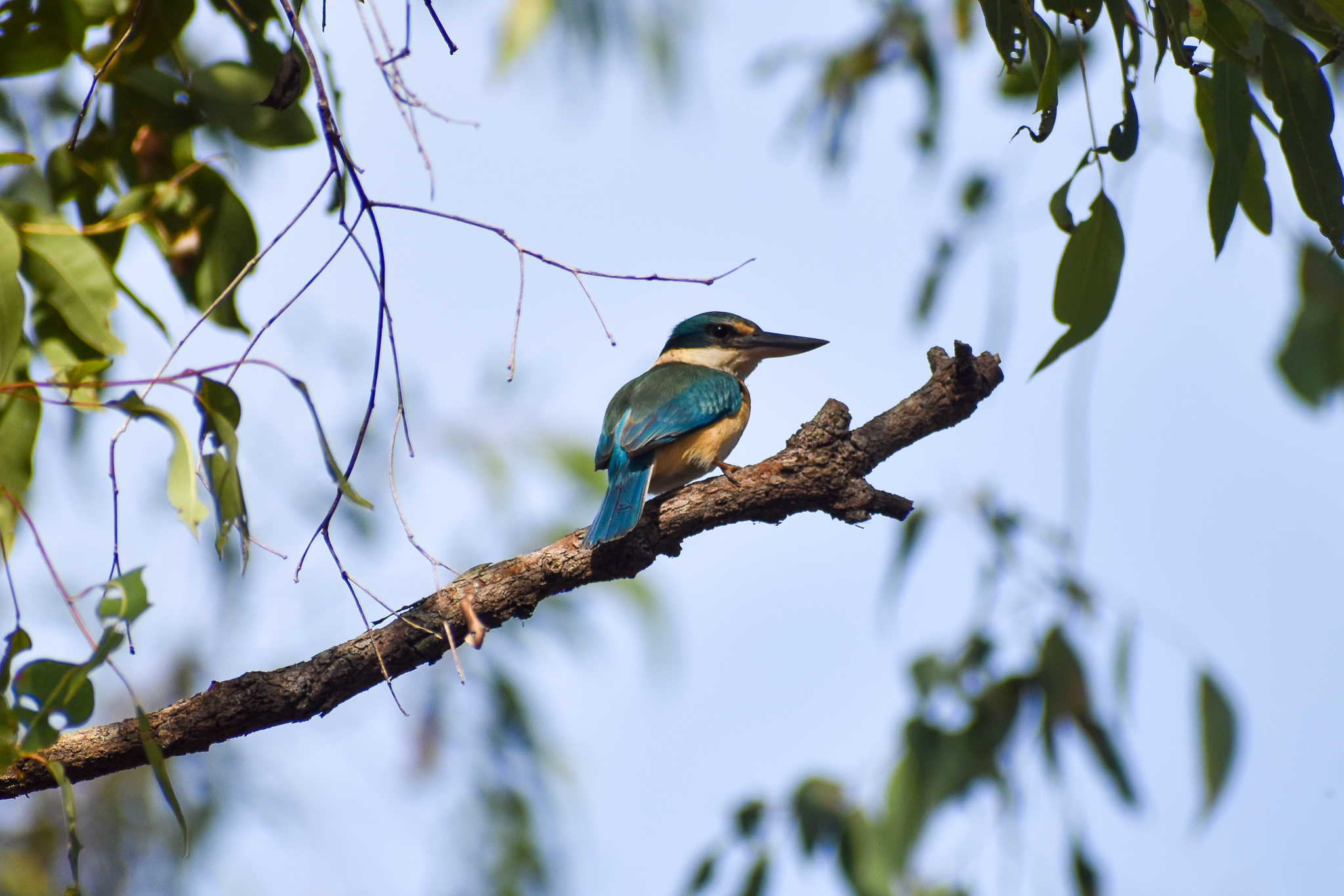 Sacred Kingfisher (Todiramphus sanctus)