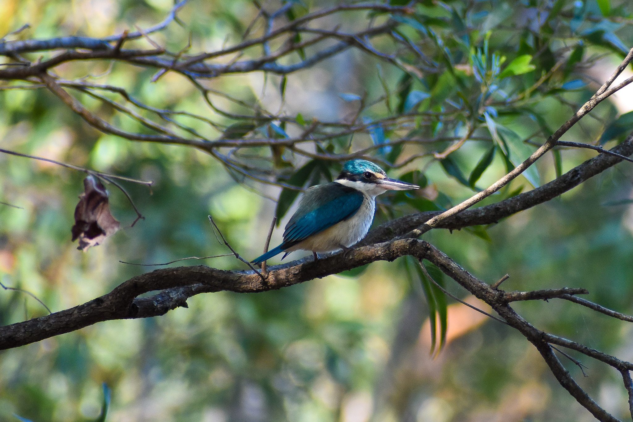 Sacred Kingfisher (Todiramphus sanctus)