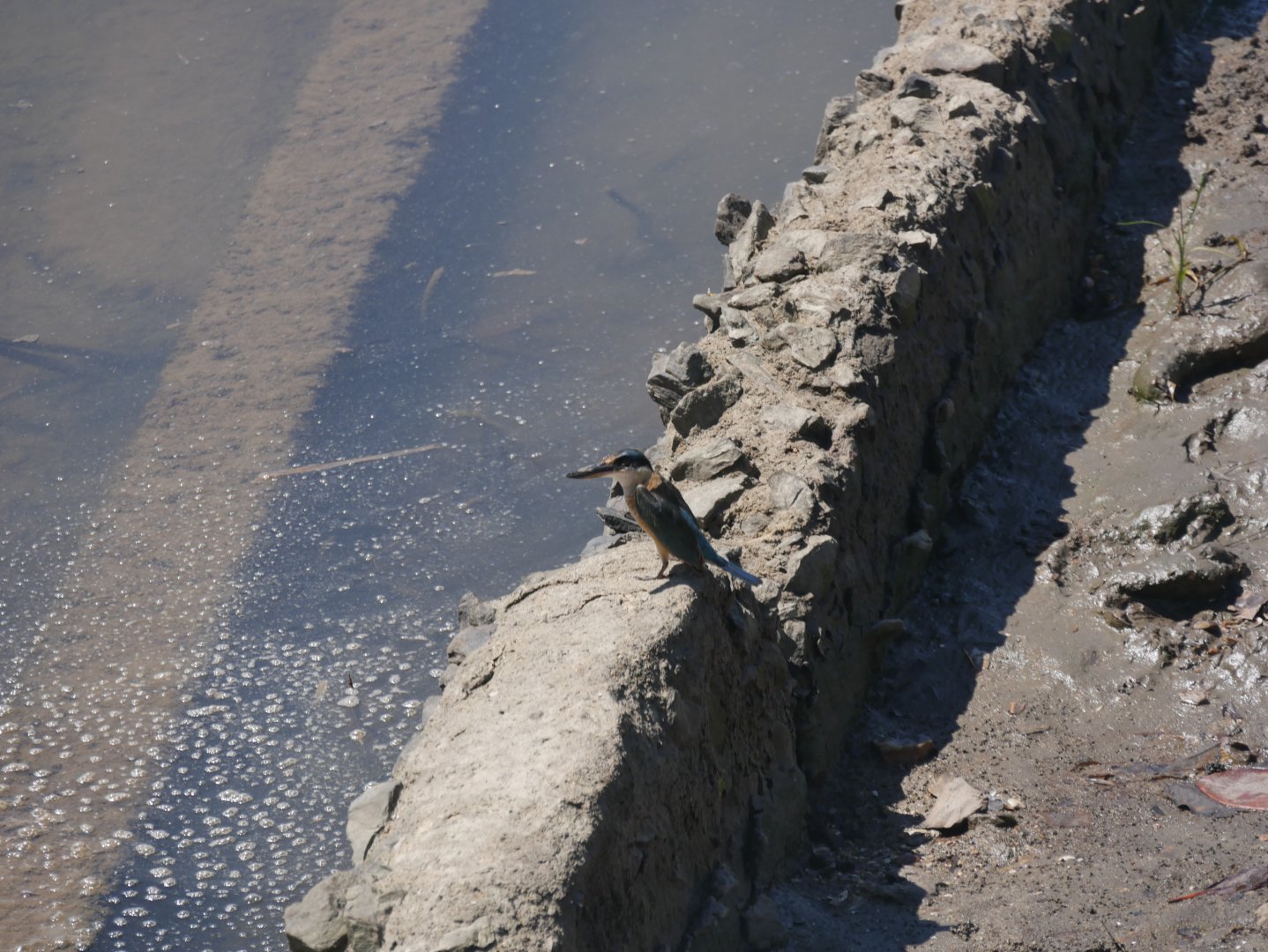 Sacred Kingfisher -  Todiramphus sanctus
