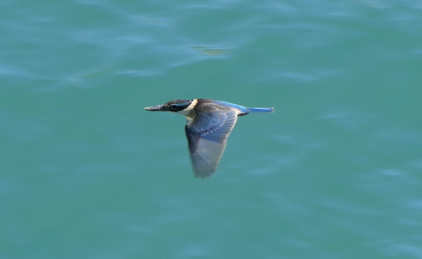 Sacred Kingfisher (Todiramphus sanctus)