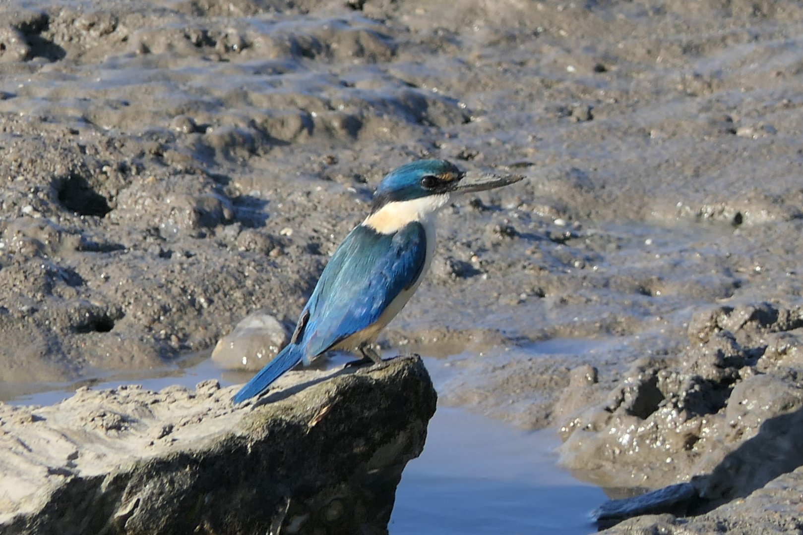 Sacred Kingfisher (Todiramphus sanctus)
