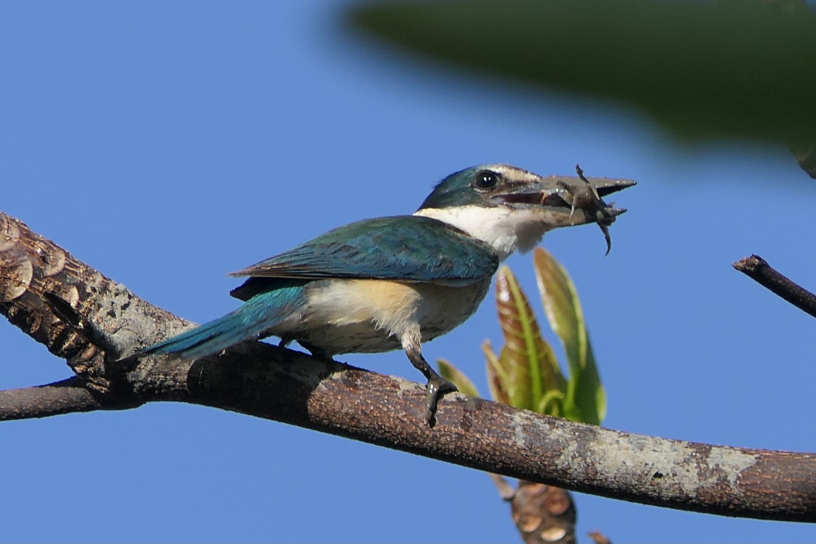 Sacred Kingfisher (Todiramphus sanctus)