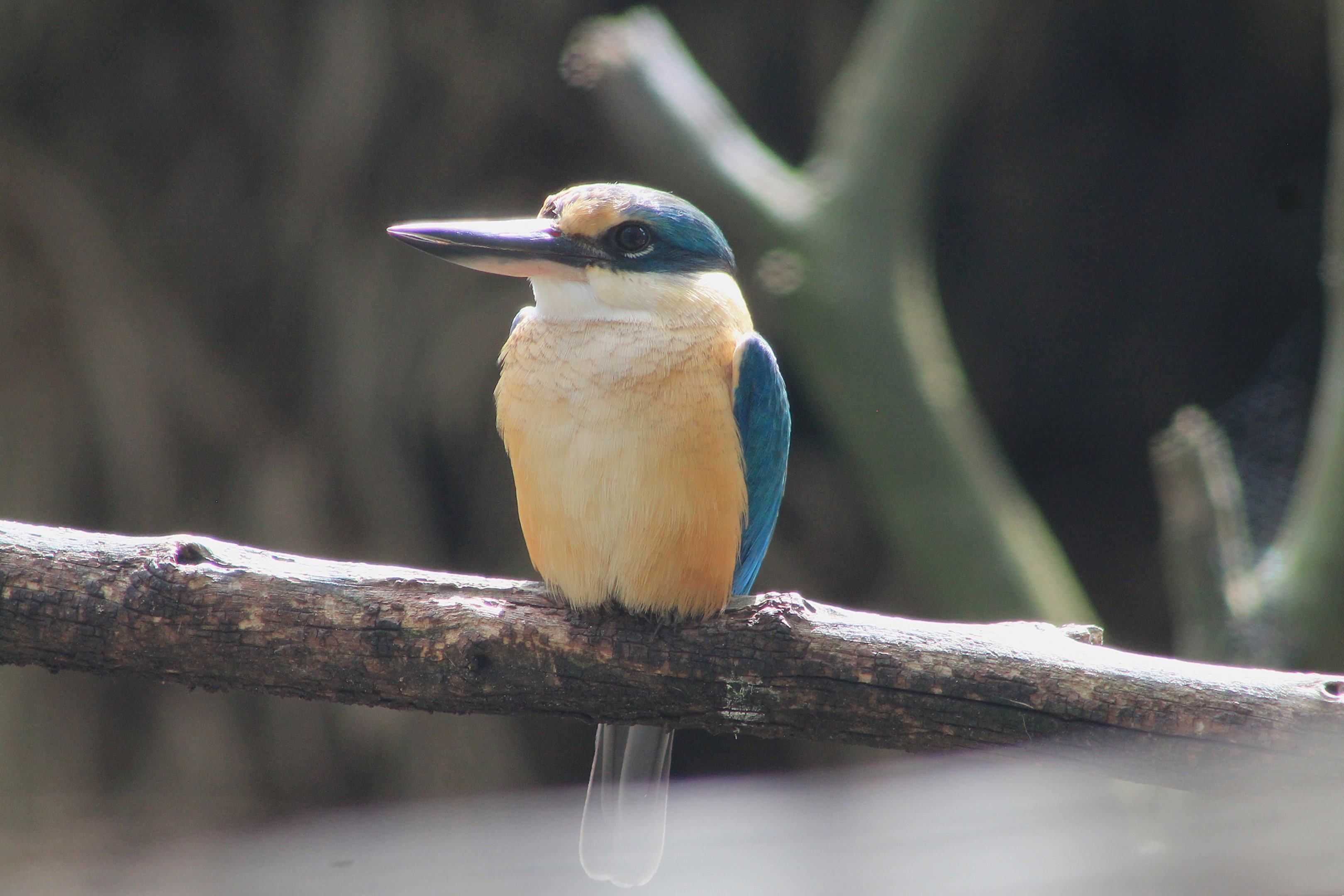 Sacred Kingfisher (Todiramphus sanctus)