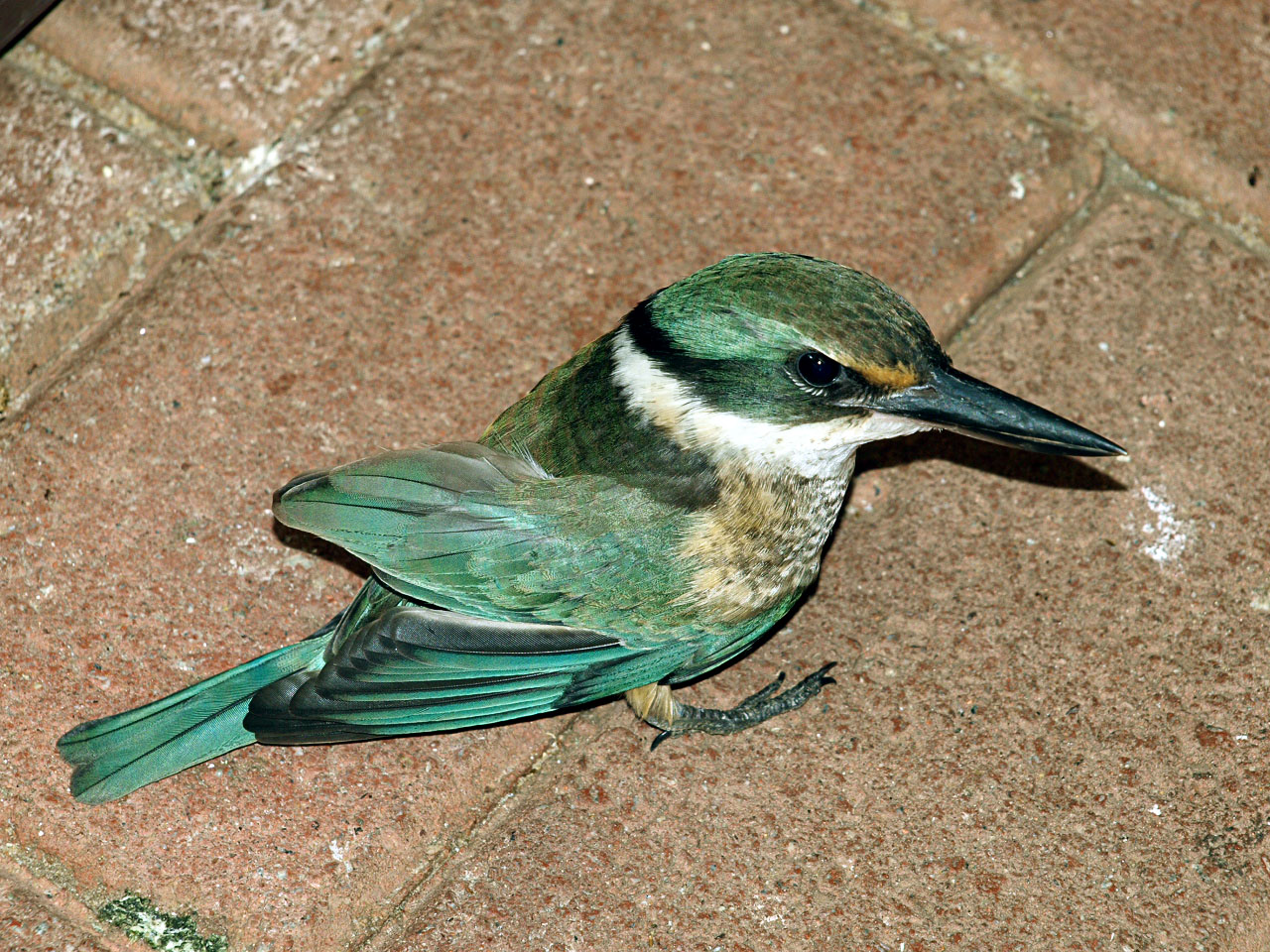 Sacred Kingfisher