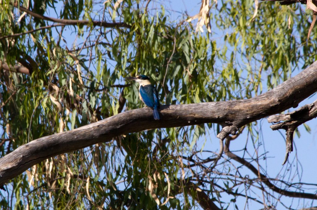 Sacred Kingfisher
