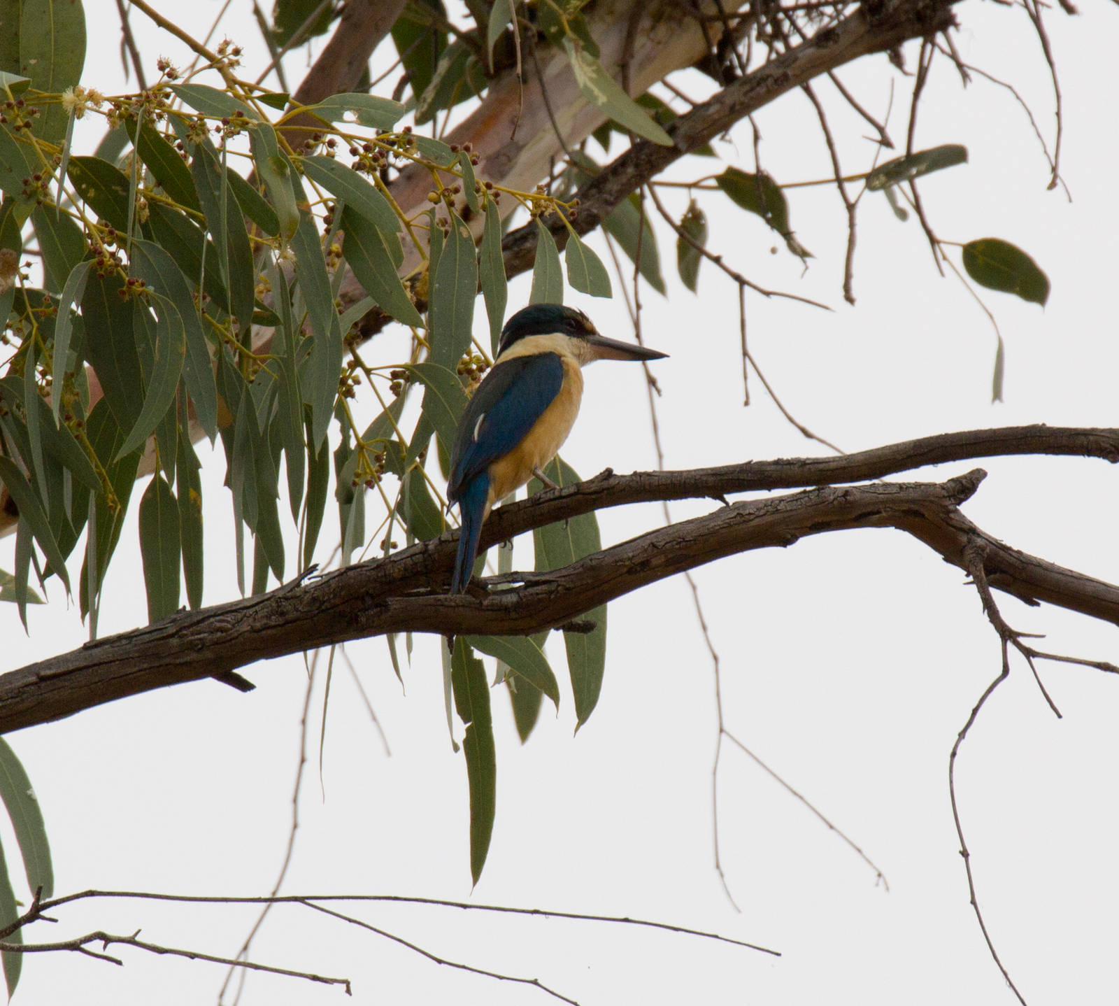 Sacred Kingfisher