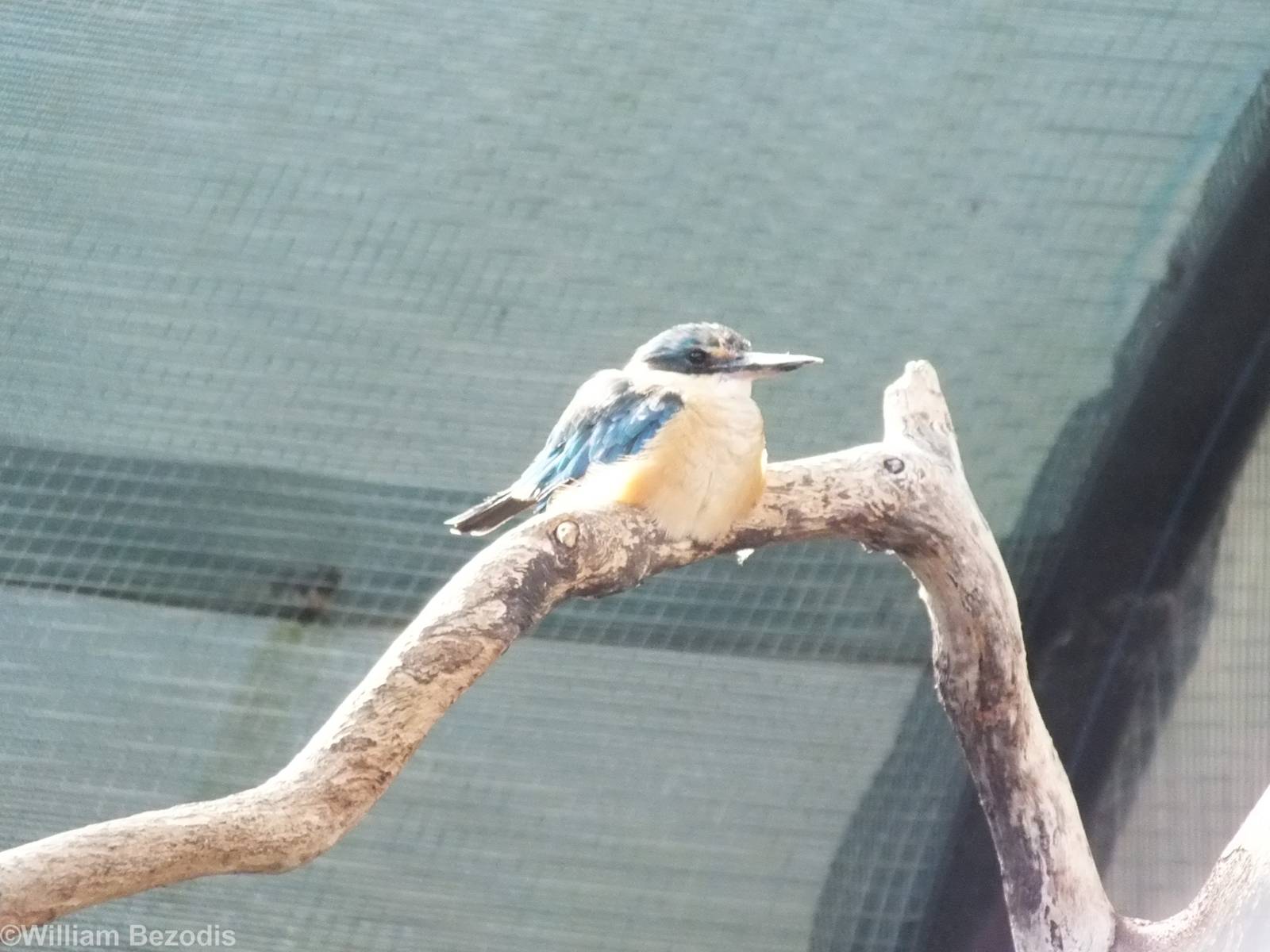 Sacred Kingfisher