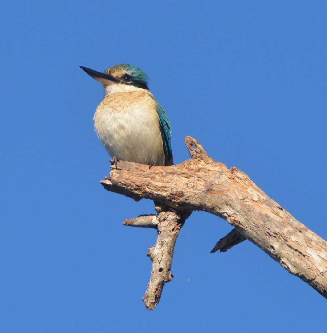 Sacred kingfisher
