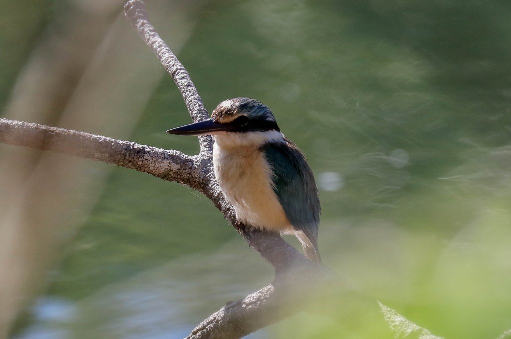 Sacred Kingfisher