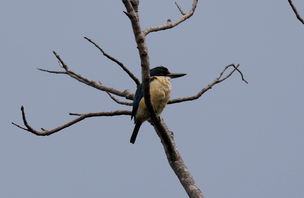 Sacred Kingfisher