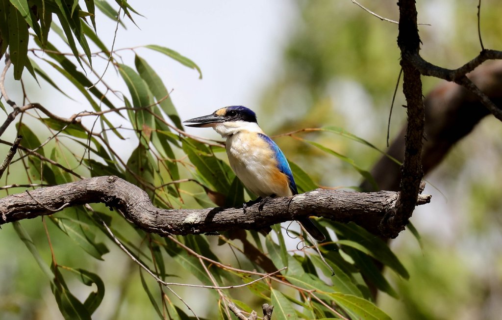 Sacred Kingfisher