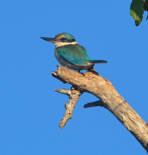 Sacred kingfisher