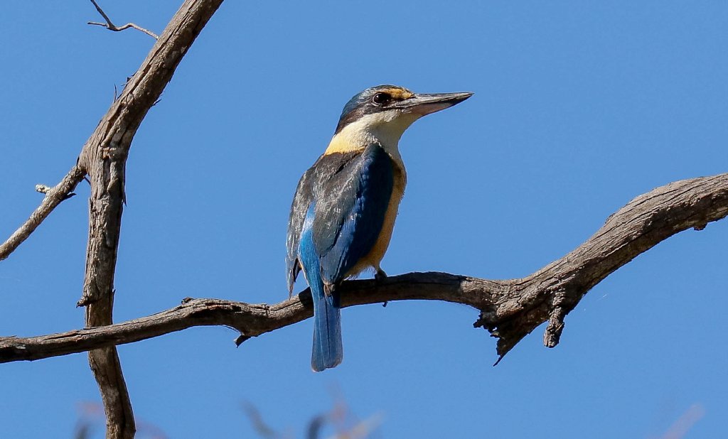 Sacred Kingfisher