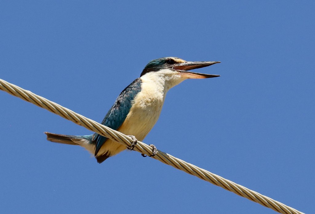 Sacred Kingfisher