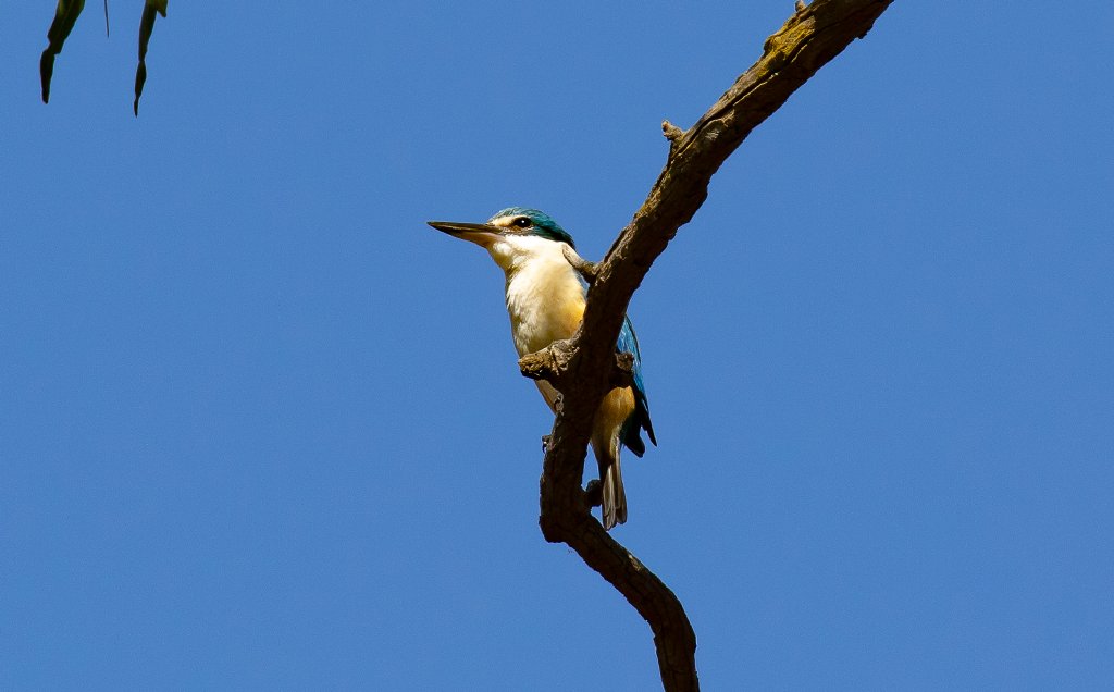 Sacred Kingfisher