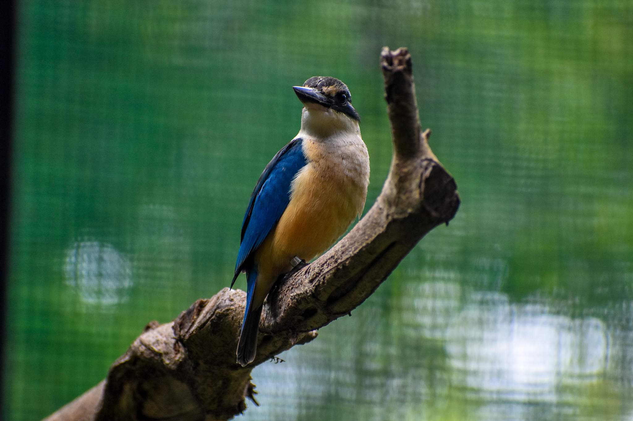 Sacred Kingfisher