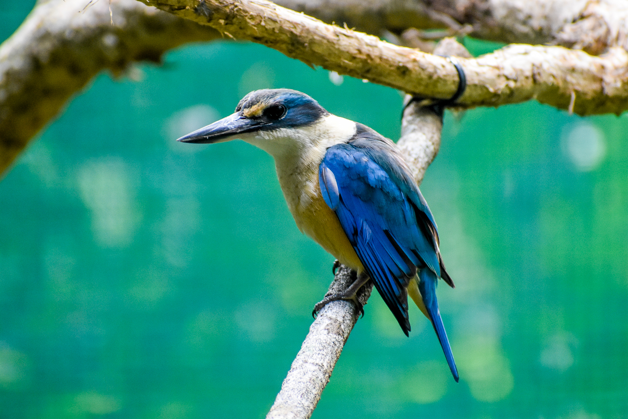Sacred Kingfisher