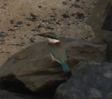 Sacred Kingfisher