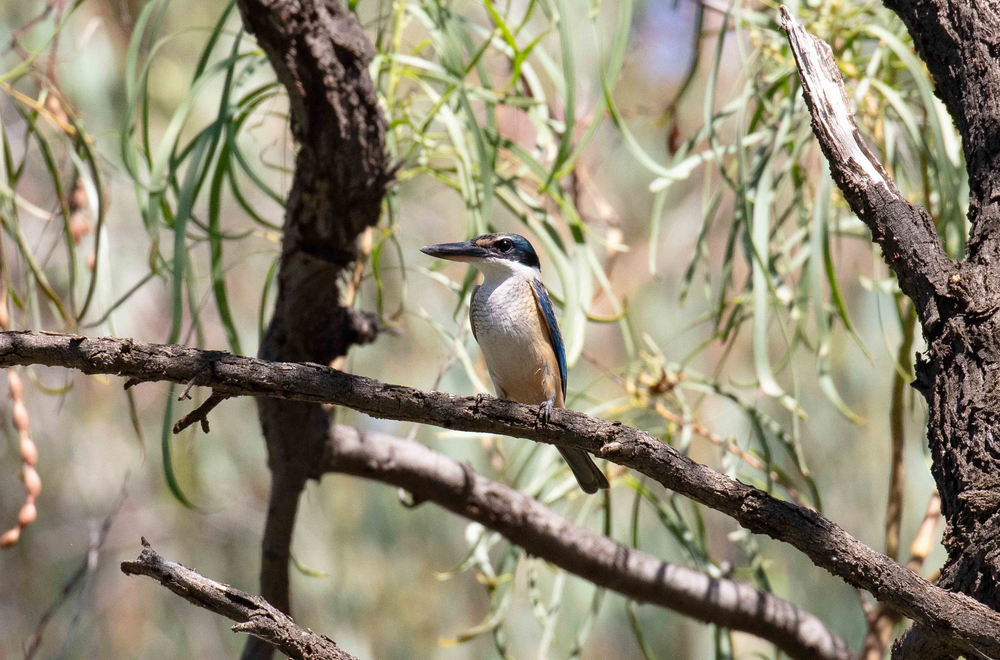 Sacred Kingfisher