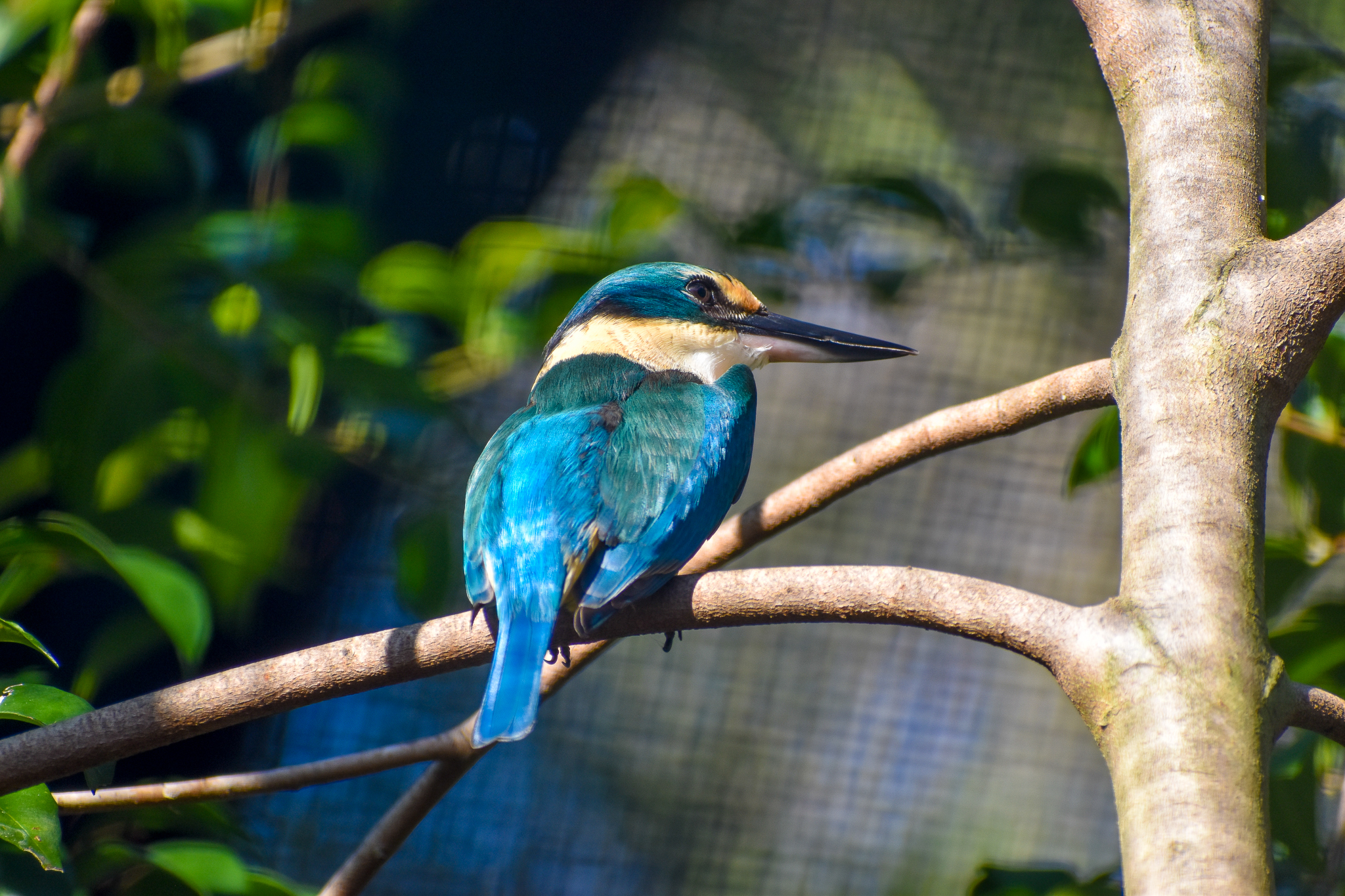 Sacred Kingfisher