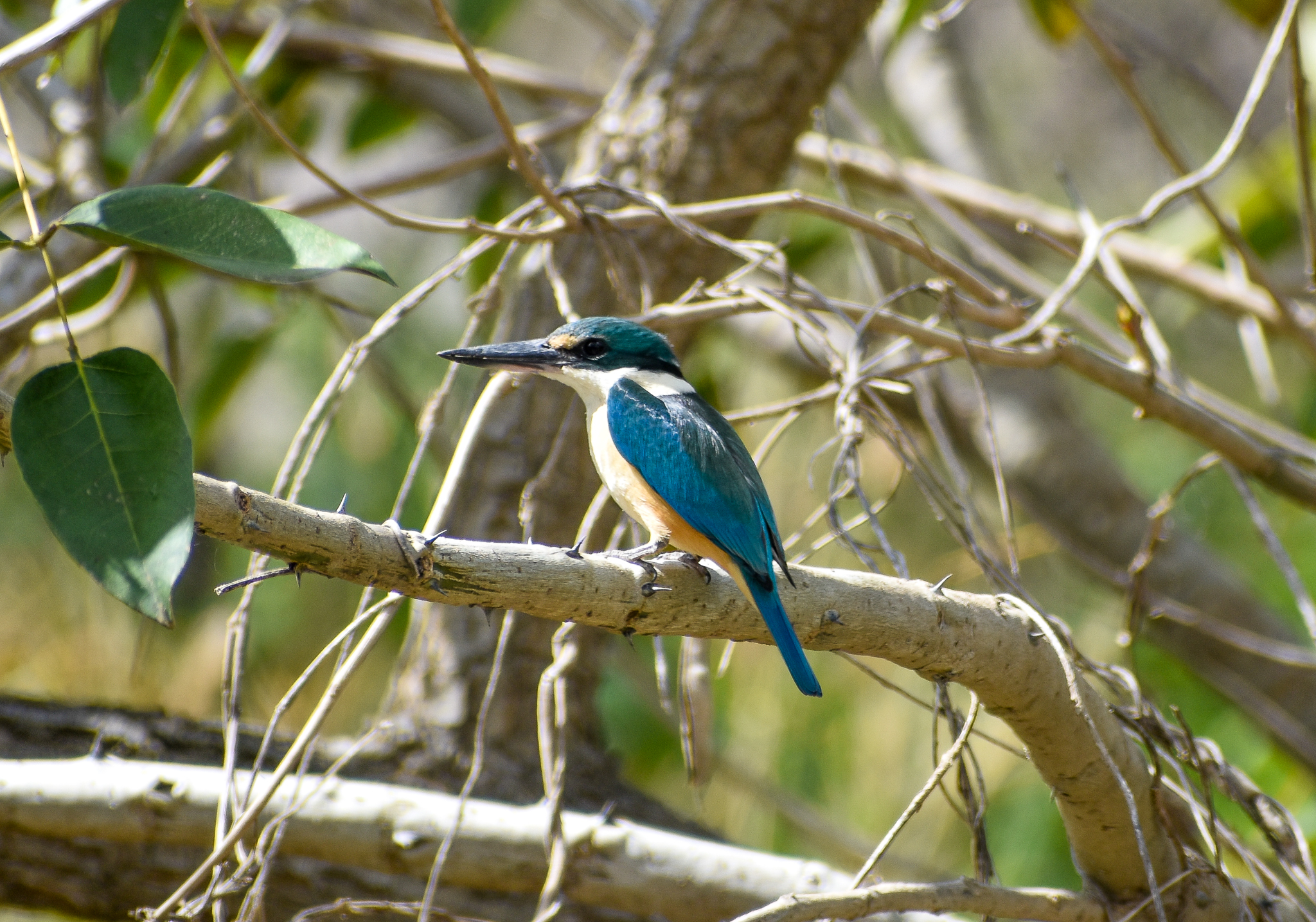 Sacred Kingfisher